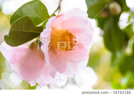 Camellia - Akebono Camellia - Akebono 39783188