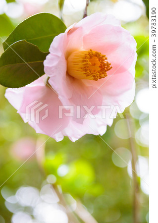 Camellia - Akebono 39783190
