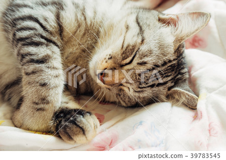 cat sleeping in the cat bed 39783545