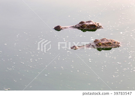eye of wildlife crocodile hidden in the water 39783547