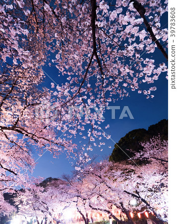 上野公園的傍晚櫻花樹 39783608