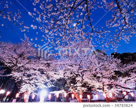 Ueno Park's evening cherry tree Ueno Park's evening cherry tree 39783624