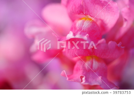 日比谷花床大船花中心花 日比谷花床大船花中心花 39783753