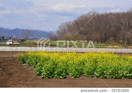 八王子市的片倉津道森林公園春天 39783800