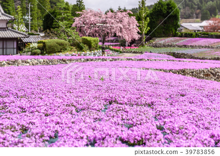 Shiba Sakura花地毯三田市 Shiba Sakura花地毯三田市 39783856