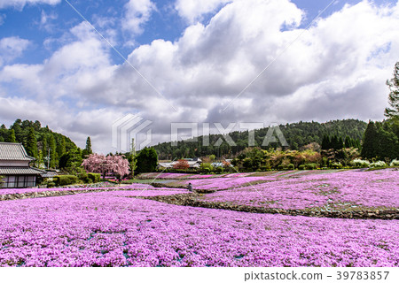 Shiba Sakura花地毯三田市 39783857