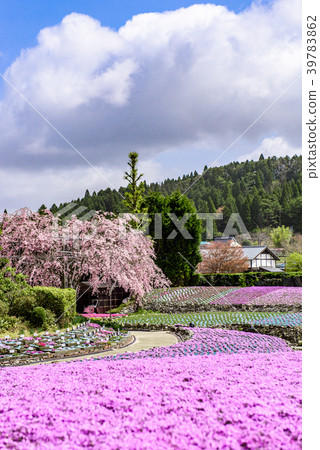 Shiba Sakura花地毯三田市 39783862