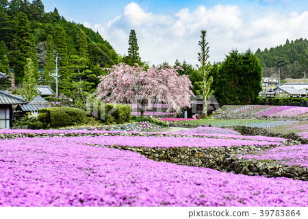Shiba Sakura花地毯三田市 39783864