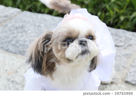 Shih tzu Shih tzu 39783998