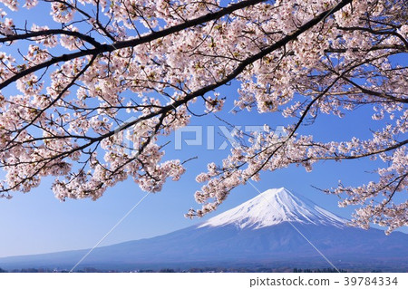 Fuji and cherry blossoms Fuji and cherry blossoms 39784334