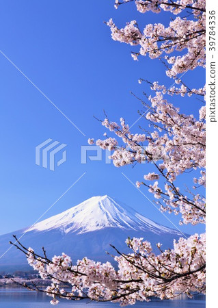 Mt. Fuji and a scenic cherry blossom landscape Mt. Fuji and a scenic cherry blossom landscape 39784336