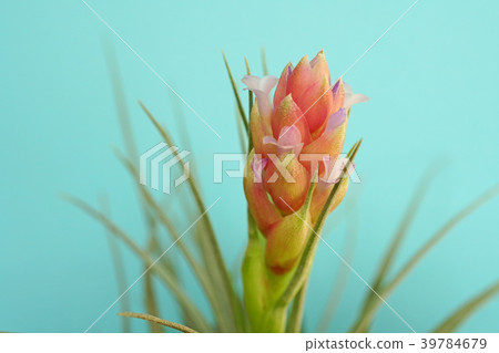 Cute air plants flower 39784679