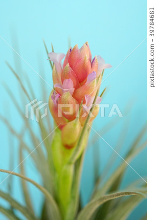 可愛的空氣植物花 39784681