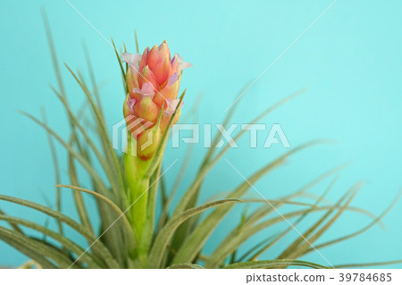 Cute air plants flower 39784685