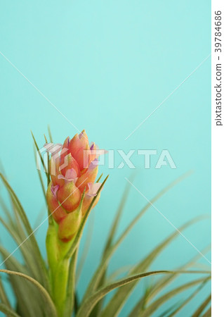 Cute air plants flower 39784686