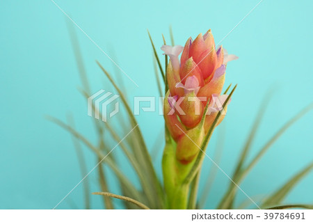 Cute air plants flower 39784691