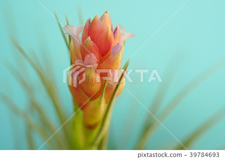 可愛的空氣植物花 39784693