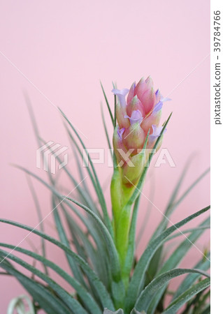 可愛的空氣植物花 39784766