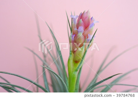 Cute air plants flower 39784768