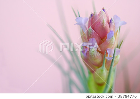 可愛的空氣植物花 39784770