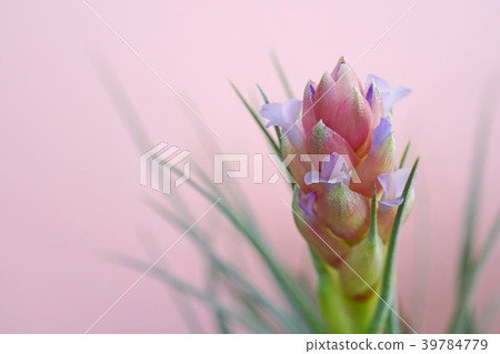 可愛的空氣植物花 39784779