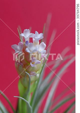 Cute air plants flower 39784796