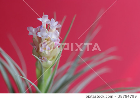 Cute air plants flower 39784799