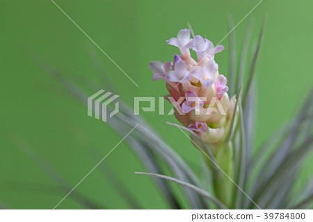 Cute air plants flower 39784800