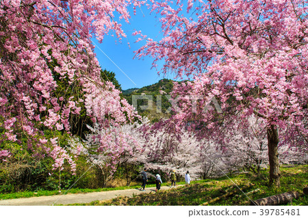 Sakura Pink of Yokotake Dam [Saga Prefecture Ureshino City] 39785481