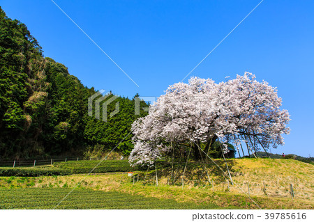 住房費用的百年櫻花[佐賀縣嬉野市] 39785616