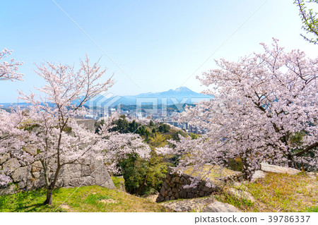 米子城堡廢墟和Oyama在春天與盛開的櫻花 米子城堡廢墟和Oyama在春天與盛開的櫻花 39786337