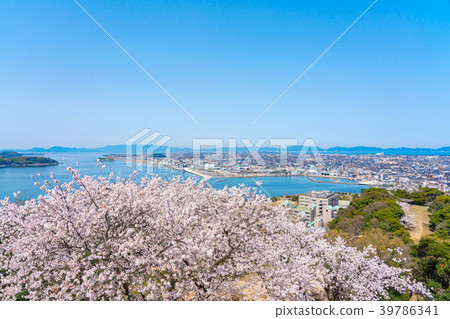 從米子城堡廢墟的看法在春天有開花的櫻花的Yoneko港區 39786341
