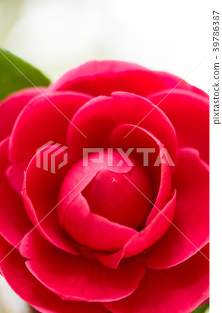 Tsubaki·紅色少女(又名Hina少女) Tsubaki·紅色少女(又名Hina少女) 39786387