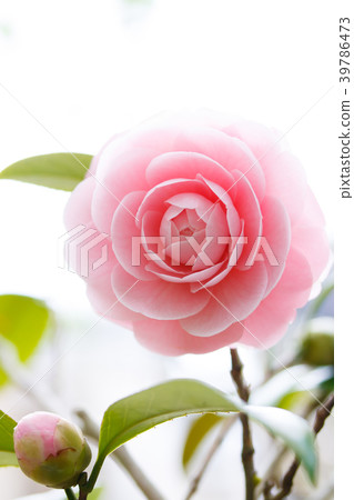 Camellia, maiden camellia Camellia, maiden camellia 39786473