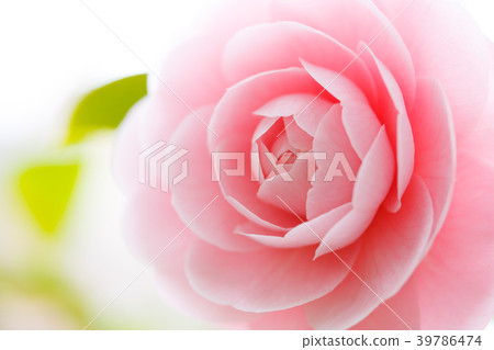 Camellia, maiden camellia 39786474