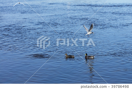 In the river, small fish are caught and two ducks In the river, small fish are caught and two ducks 39786498