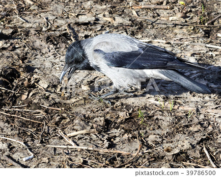 Young crow looking for insects on the ground in ea Young crow looking for insects on the ground in ea 39786500