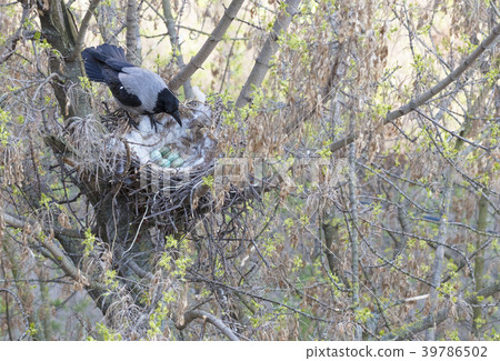 A young crow looks at his put eggs in the nest 39786502