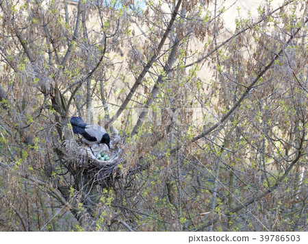 A young crow looks at his put eggs in the nest A young crow looks at his put eggs in the nest 39786503