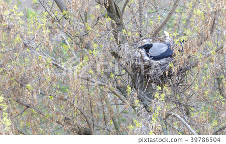A young crow in early spring made a nest on a tree A young crow in early spring made a nest on a tree 39786504