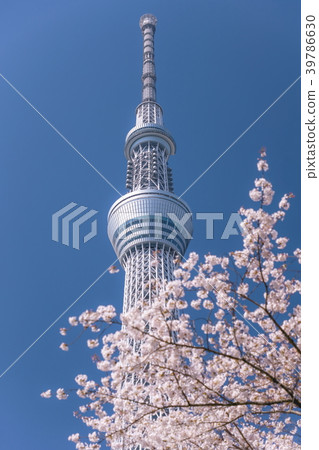 Sky tree and cherry tree 39786630