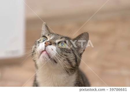 Gray cat with dark strips,looking up close-up 39786681