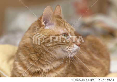 Fluffy red cat with big green eyes closeup 39786683