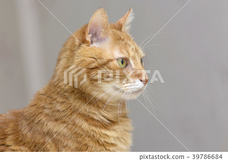 Gray cat with dark strips, white breast and large 39786684