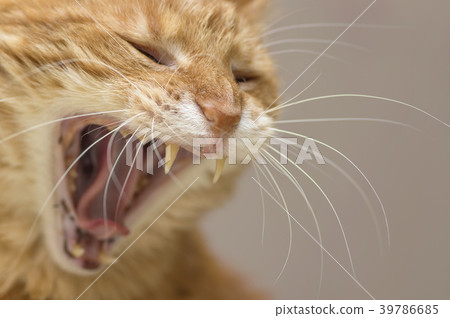 A red cat opened its mouth wide, large canine 39786685