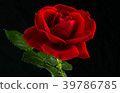 red rose in close up view 39786785