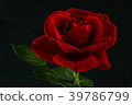 red rose in close up view 39786799