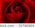 red rose in close up view 39786804