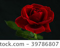 red rose in close up view 39786807