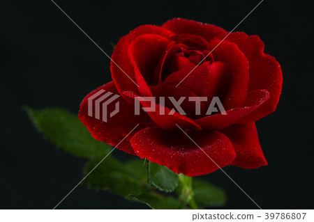 red rose in close up view red rose in close up view 39786807